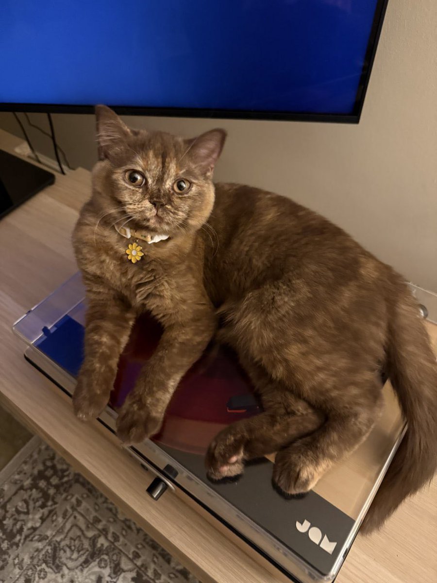 ClarabelleDraw's tweet photo. the little boss  😼 https://t.co/WqQzBGmo1D