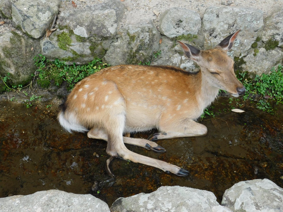 Brise_Marine's tweet photo. 水の流れる溝に座り込んで涼をとる鹿さん���ち…涼し気です。😁👍🏻🦌 https://t.co/eIDtsk9BHK