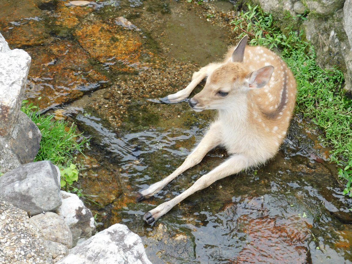 Brise_Marine's tweet photo. 水の流れる溝に座り込んで涼をとる鹿さん���ち…涼し気です。😁👍🏻🦌 https://t.co/eIDtsk9BHK
