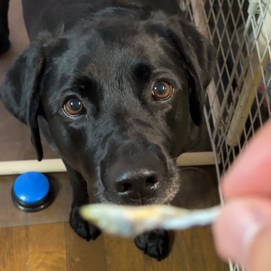Billie_blklab's tweet photo. 犬用煮干し
大好きなんだよビリー😊
待てしてる顔が可愛いのなんのって😍 https://t.co/QOyTeOmnZo