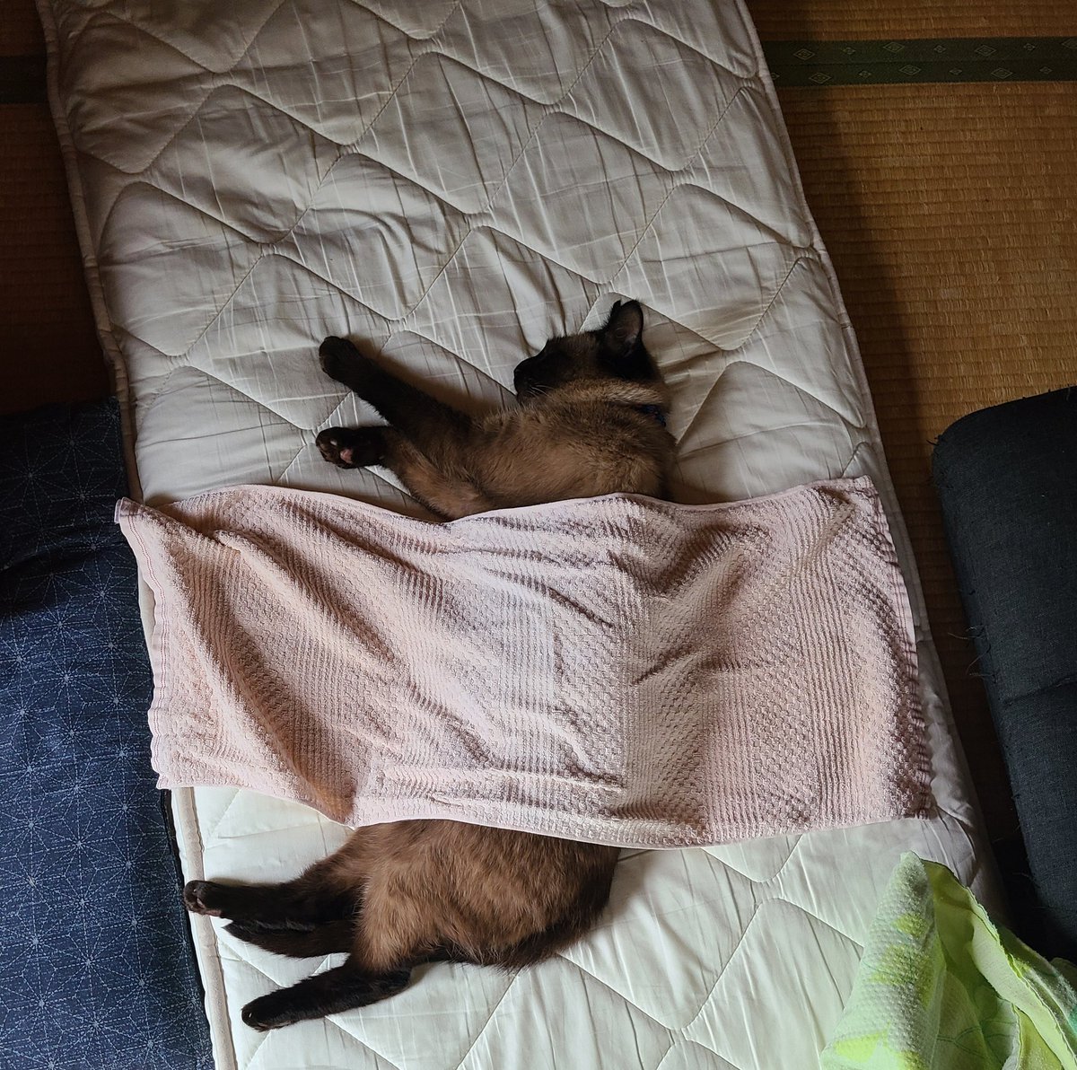 neko_manma58's tweet photo. 夏の昼寝 https://t.co/Dl60AQpLbj