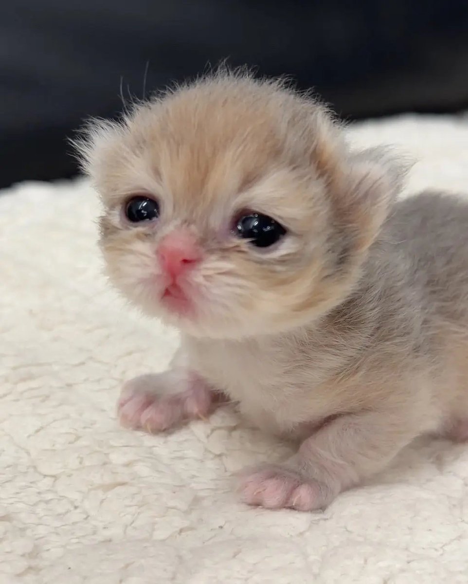 Catloversclub tweet media