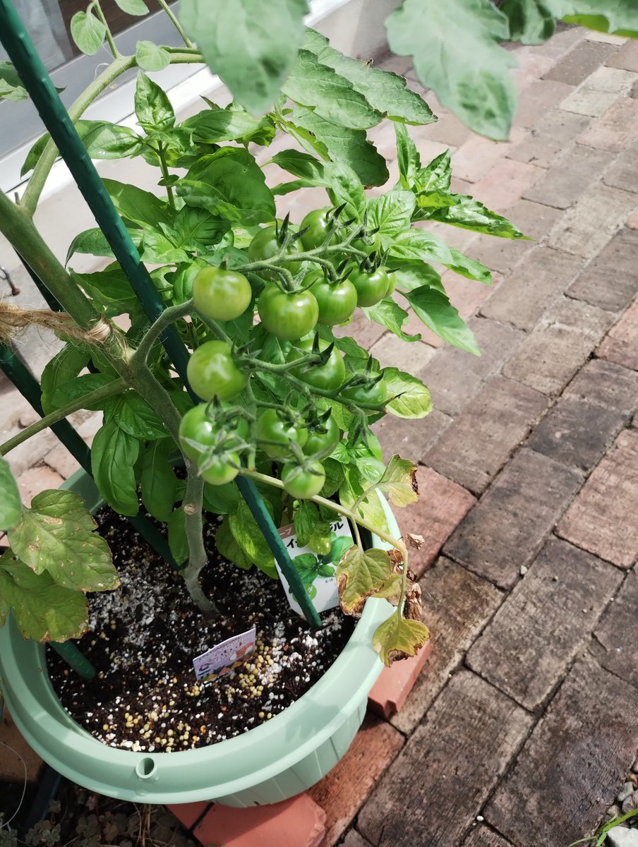secologiston's tweet photo. こあまちゃん（ミニトマト）が全然赤くならないんですよ。
気になっちゃって🍅

でもこんなことが気になるってことは、今日は少し平和だったかもな…とか思いつつ、気になる。 https://t.co/lsMxR4AjxF