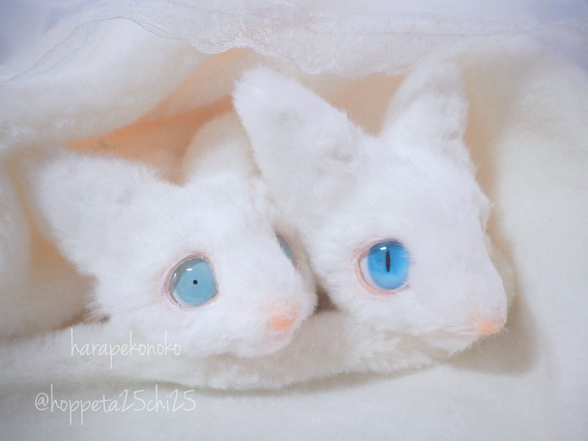 ハラペコ (@hoppeta25chi25) / Posts / X