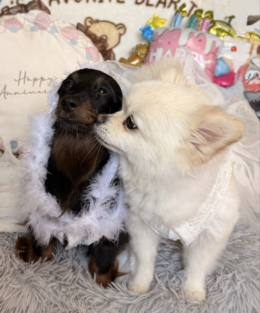 yumik4082's tweet photo. 今日７日13日は　ポコちゃんの9回目のBIRTH DAY
今年も1年もティナちゃんと仲良く　元気で楽しみたいですね🤗 https://t.co/Lgwu1Nqohm