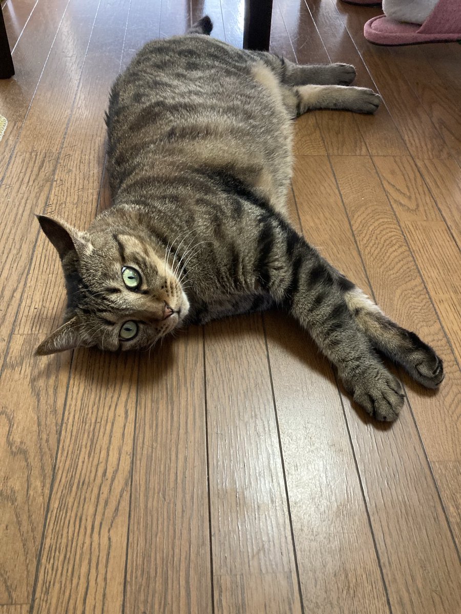 床が気持ちいいニャ 僕の仲間もみんな同じはずニャ🐱