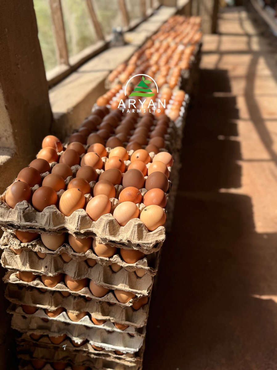 AryanFarms's tweet photo. Our poultry are thriving, our eggs are fresh &amp; we're ready to supply you with quality produce all week long. Whether you're stocking up for your home, business, or store, we've got you covered.

📞 0704 757 0000 | 0707 105 1032
📍 Al Noor Shopping Complex, Wuse 2

#AryanFarms https://t.co/WCygihZIr1