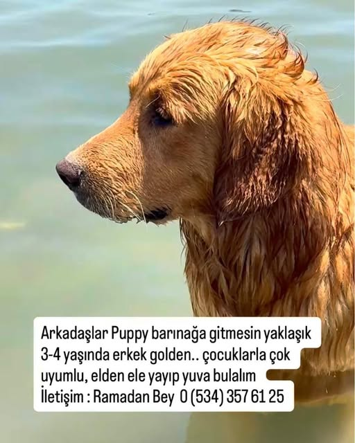 zllktlr's tweet photo. "TEKİRDAĞ / ŞARKÖY AİLESİ BİLDİĞİ KİŞİ BIRAKMIŞ GİTMİŞ , BARINAĞA GİDERSE ÖLECEĞİNİ BİLE BİLE BANA NE GİDERSE GİTSİN DİYOR ... PUPPY BARINAĞA GİTMESİN !!! ACİL YUVA ARANIYOR ...
0534 357 61 25 https://t.co/SLAg3ZoXpn https://t.co/CweWybR5hr