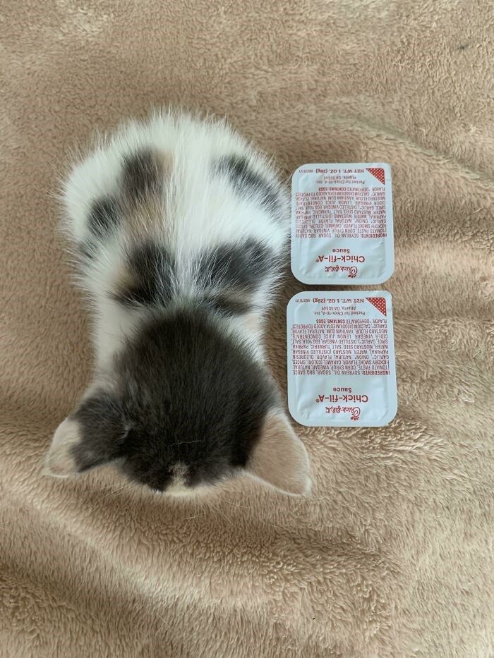 BurgerBrger20's tweet photo. Falls ihr wissen wollt wie smol ich mich fühle. Sorry wenn nicht. https://t.co/Ddj5T2i6cl