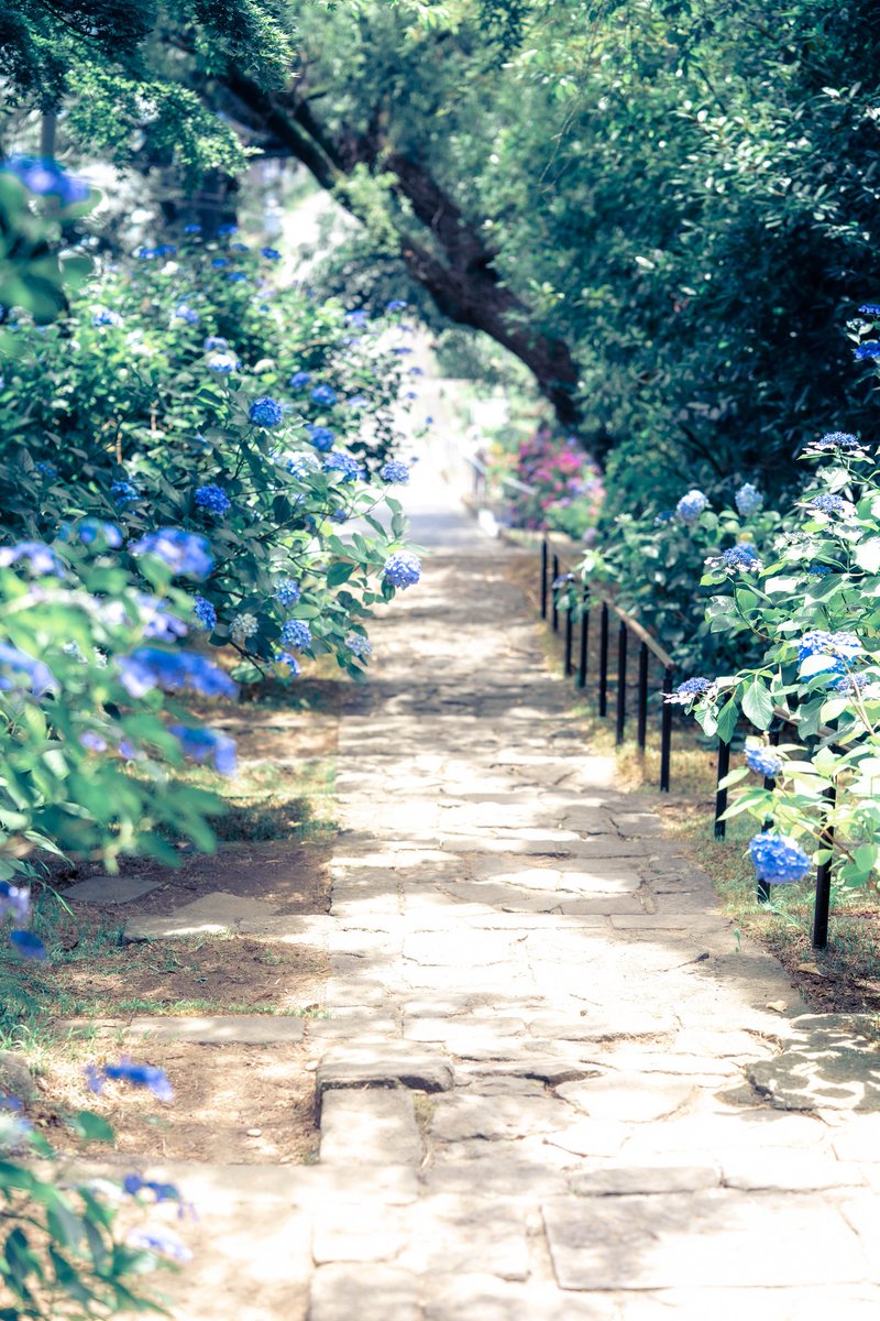 kawata_alpha's tweet photo. あじさい寺の帰り道。
穏やかな時間。
On the way back from the hydrangeas temple. A peaceful time.
#あじさい寺 #資福寺
#hydrangeatemple
📍Shifukuji Temple,Sendai https://t.co/z5sC3zYKNv
