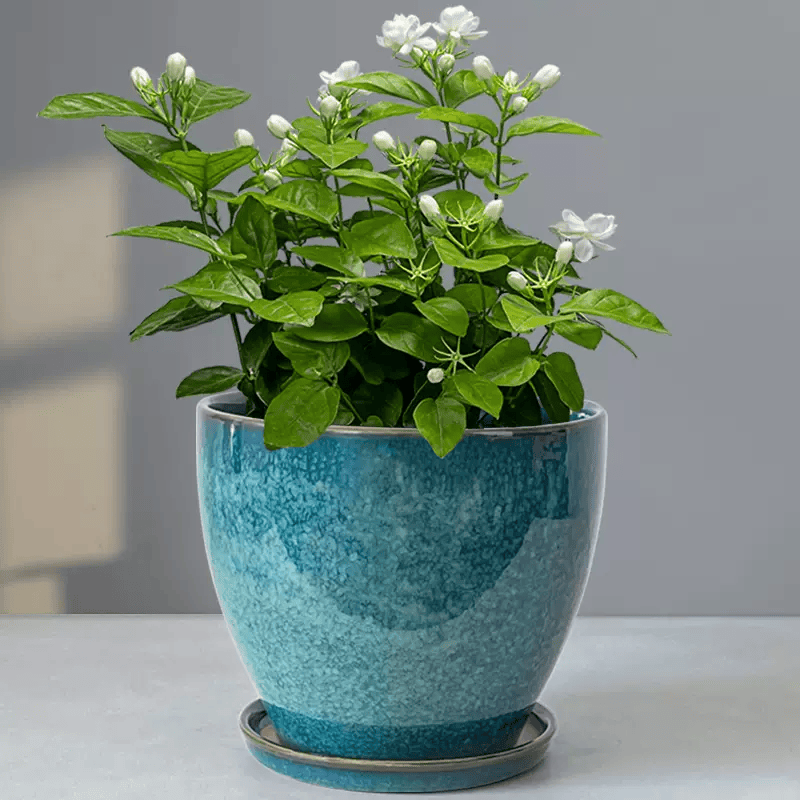 LisJess2's tweet photo. Keep your pothos happy! Water once every 1-2 weeks, place in bright indirect light, and wipe leaves weekly to remove dust for better growth. ， https://t.co/MCL0UUn0BT