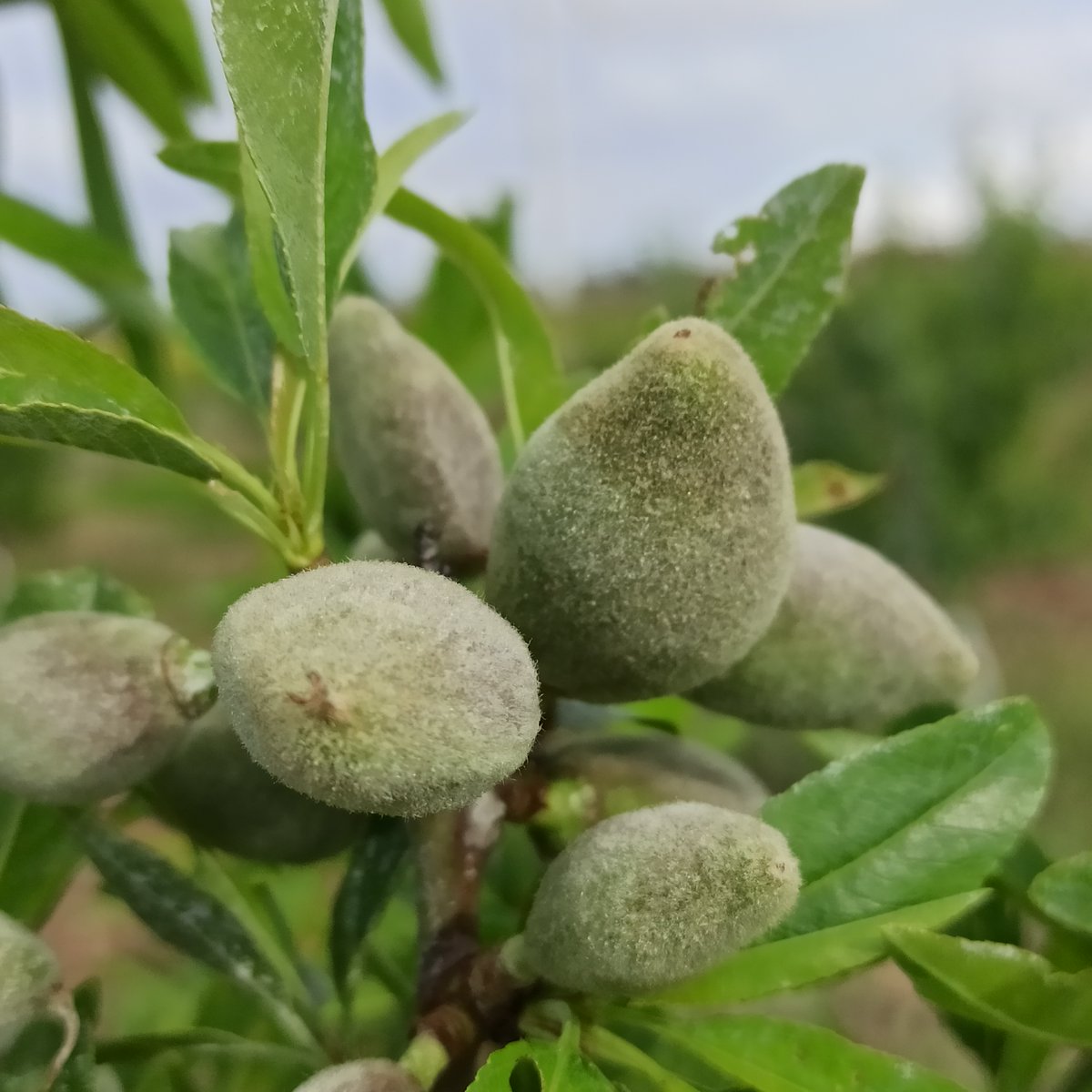 redfaragon's tweet photo. Disponible el informe sobre el estado de los #frutossecos🥜🥜
https://t.co/HntiTfUSYa https://t.co/SDO4Uo4XwW