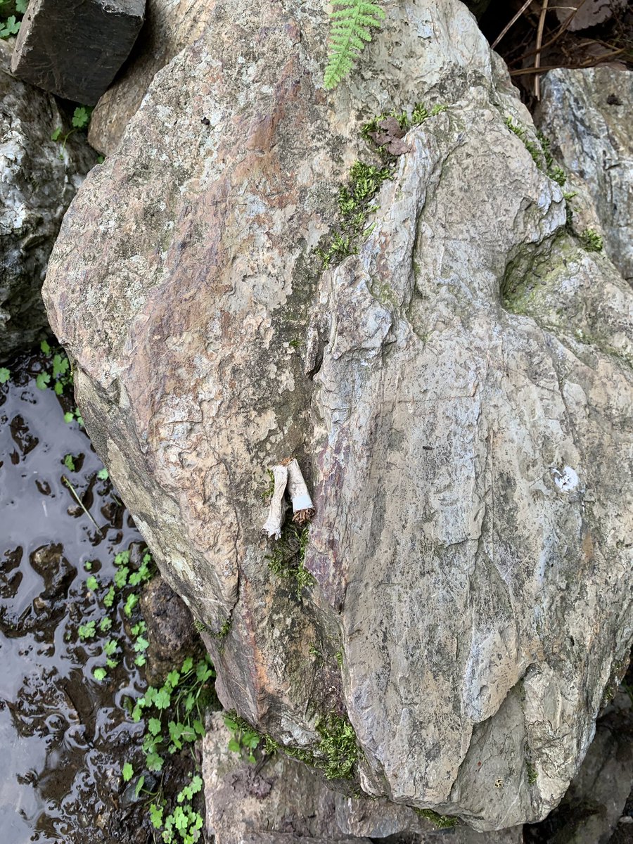 tukinowadera's tweet photo. 2026年　現在

本日　朝7時　
境内でタバコを吸っている
御高齢男性1名の登山者あり

注意喚起を致しても
（入山時間の注意•タバコの注意など）を
致しても話しが噛み合う事が少なく

タバコも消してはいただけず•••

突然
ふと我にかえられ
火のついたタバコを投げ捨て
（恐怖を覚えました）

山を登り始められました•••

山が好きな御高齢者の単独登山者
（迷い人も含めて）が

近年（コロナが明け）増えて来ております

早朝•夜間帯（特に早朝）に

熊鈴なしの軽装で登られる
御高齢者の単独登山者が増えております

タバコを吸われる方もたびたび見かけます
（偶然なのかもしれませんが）

そして
【登山口の看板無視は当たり前】

つい最近
よく来て頂いております
信者様が山で迷っておられる
施設から抜け出してこられた

山好きの御高齢者の方を
愛宕山で保護なされたりもありました

現在　
愛宕山で発見されていない
遭難者の方々も御高齢者の方が多く

発見なされる時も認知症の疑いの
御高齢者の方も近年増えております

山が好きで登山をなされる事は
良い事だと思いますが

山は危険も多いですので

【ご家族の方々は今一度】

御高齢の親御様•親族様が

単独登山を計画なされておられる時には

本当に登山（どこの山でも）が

できるのかを検討をお願い致します。

追伸

本日　
タバコの吸い殻が他にもあり
山火事にならなくて本当に良かったです
（朝　吸い殻確認のため　投稿をお休み）

合掌