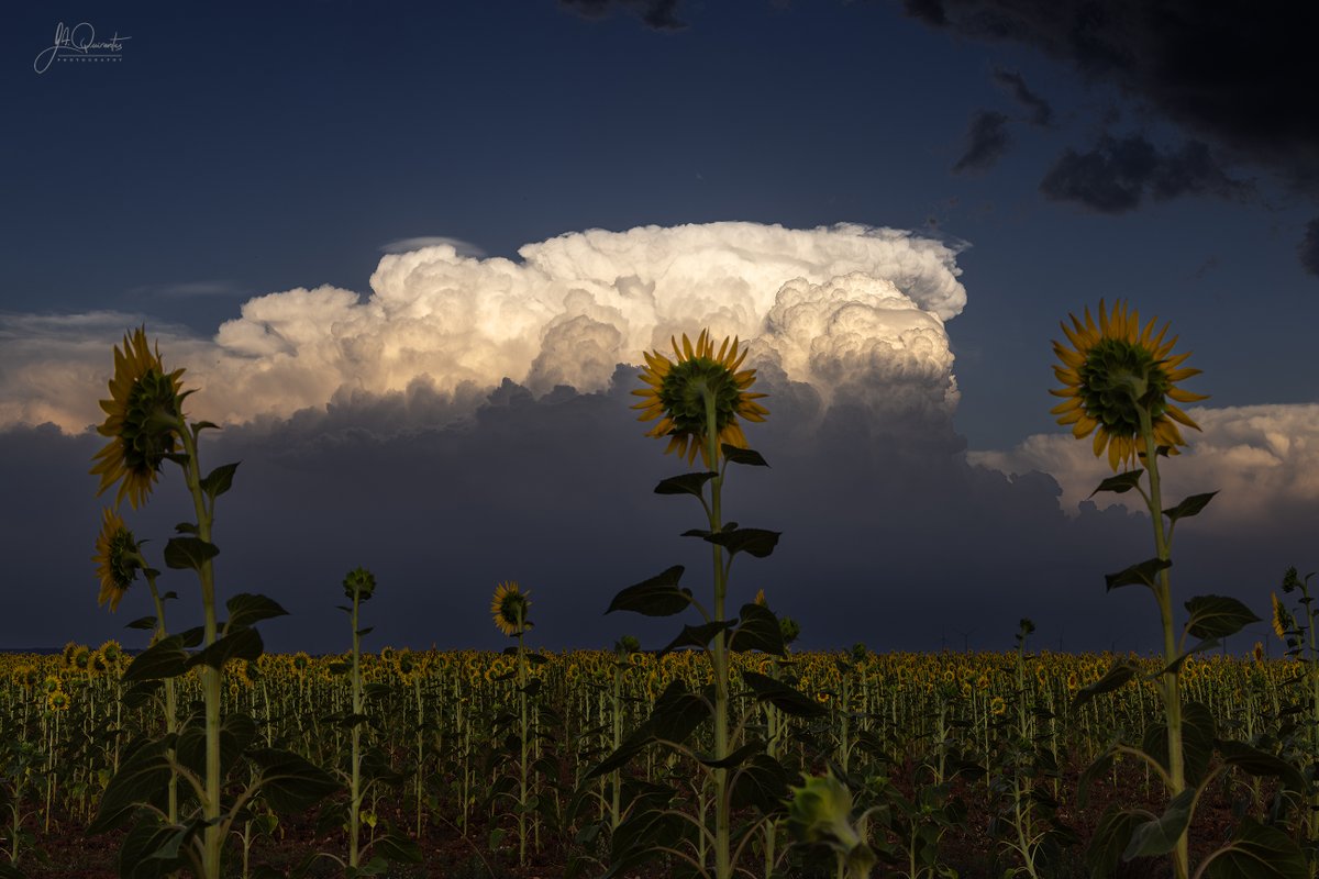 JoseAQuirantes's tweet photo. FotografÍas a una de las tormentas que ayer 12 de julio se formaron por la tarde al E de la provincia de Cuenca y al NE de la provincia de Albacete. Dos de ellas fueron producto de un "Storm-Splitting", esta es el miembro anticiclónico del último SS vista desde Honrubia (Cuenca). https://t.co/Z6irz5DnUT