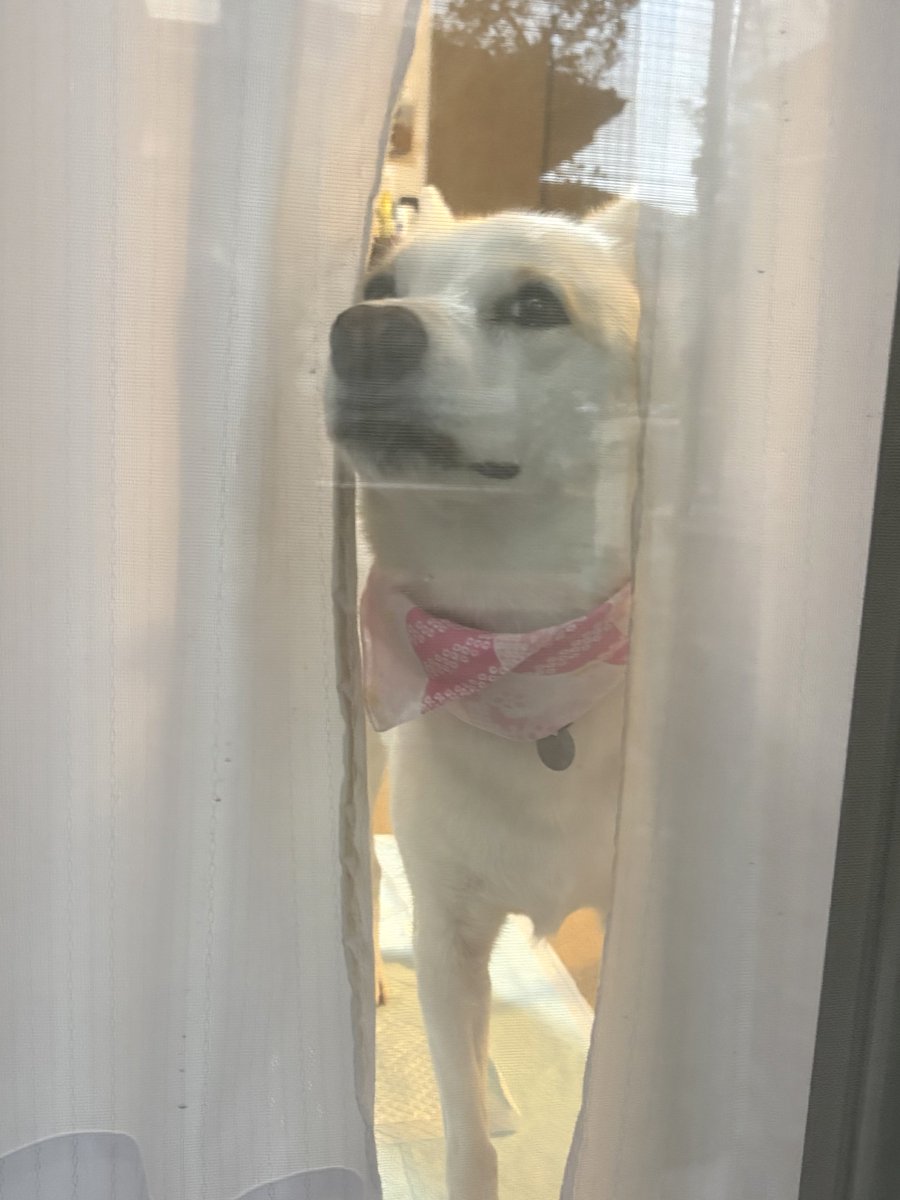 chiettila's tweet photo. 飼い主だけが外に出ていることに気付いて…
めっちゃ不満顔 https://t.co/hwWSRieNHY