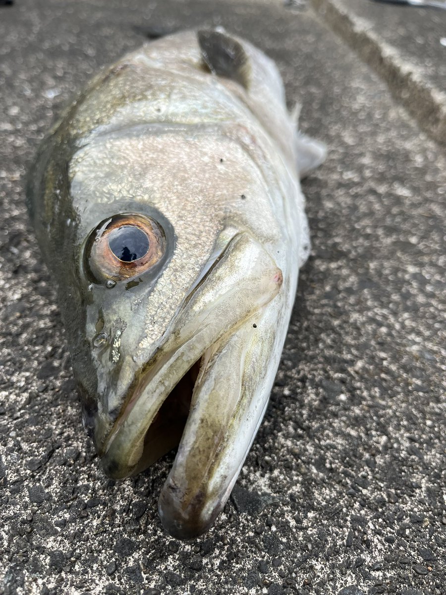 CORE_26_6's tweet photo. 初夏ゲーム🎣 https://t.co/Ax99z43Na3