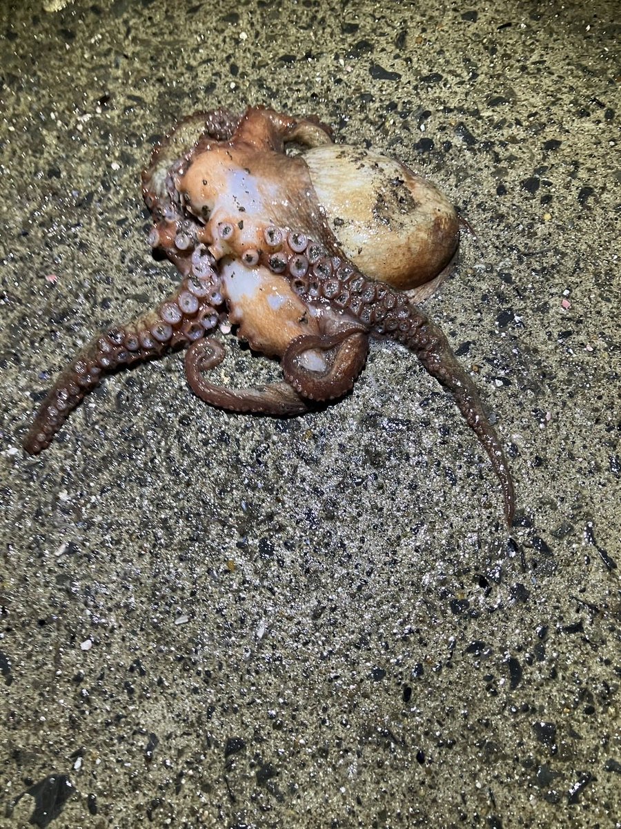 9lBWpmIs2LCC9EC's tweet photo. やっぱり魚影が濃いなぁ
#鮎川港 https://t.co/hlaLYCsycY