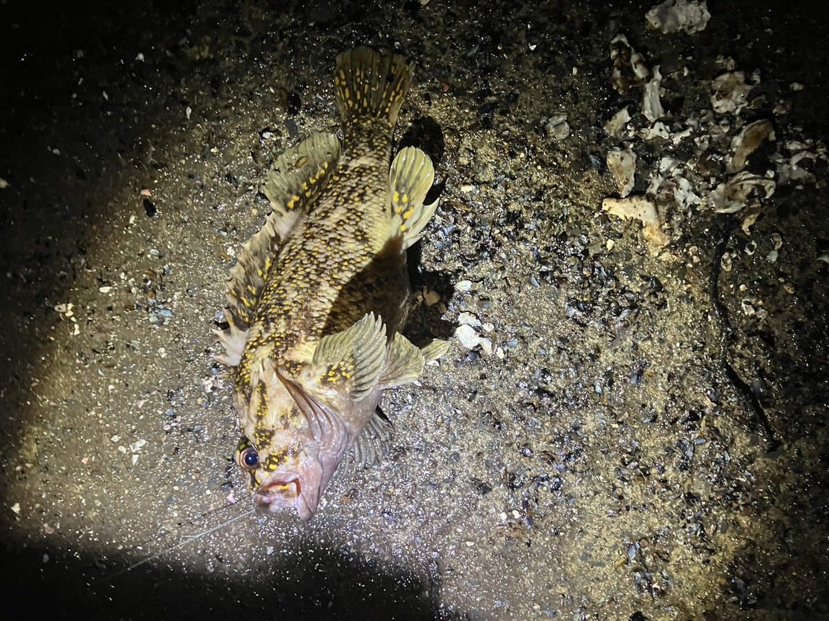 9lBWpmIs2LCC9EC's tweet photo. やっぱり魚影が濃いなぁ
#鮎川港 https://t.co/hlaLYCsycY
