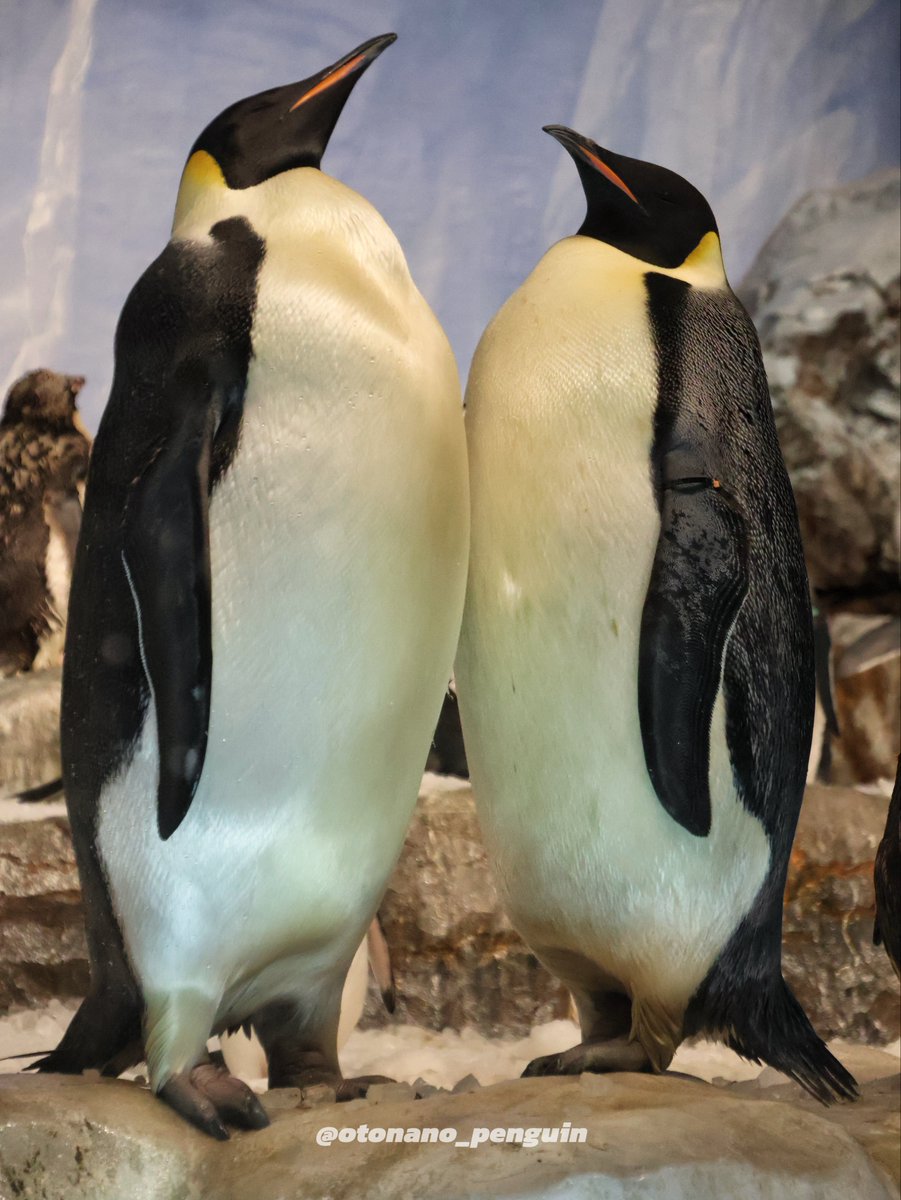 otonano_penguin's tweet photo. 名古屋港水族館

エンペラーペンギン
EP-001ちゃん(右)
EP-008くん(左)

お互いの愛を確かめ合う1番ちゃんと8番くん
エンペラーペンギンの繁殖シーズンにみられる『フェイス・トゥ・フェイス』という行動です
https://t.co/aelTLklyxI

Canon EOS R10
2026.03.07

#名古屋港水族館
#エンペラーペンギン https://t.co/LcMpasXXZN