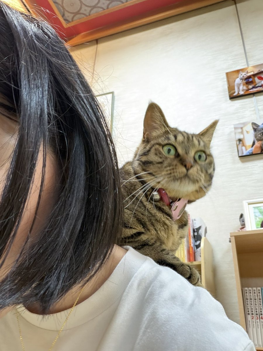 s_blankmemory's tweet photo. ねこ満喫中 https://t.co/gSYYRmqSbj