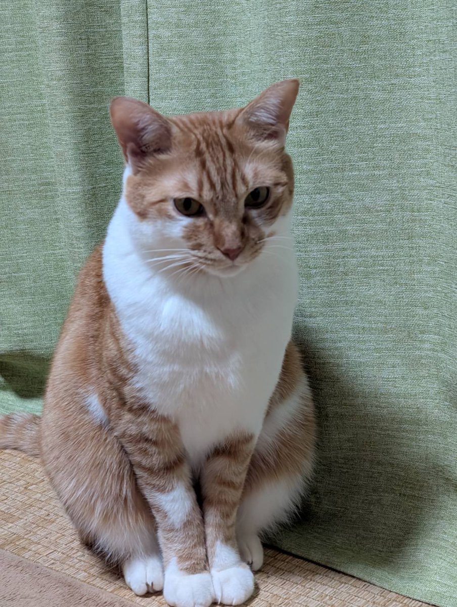 privateeye_pet's tweet photo. 【迷子猫を探しています‼️】

福島県郡山市安積町1丁目にて

7月3日から行方不明になりました💦

目撃した方はリプライやDMをいただけますと幸いです🙇‍♂️

名前：ユズ
性別：オス（去勢済）
年齢：3歳
特徴：オレンジ模様の茶トラ
　　　長い鍵尻尾
　　　臆病な性格

#迷子猫 #猫 #迷い猫 #福島県 #郡山市 #安積町 #拡散希望 #迷子ペットを守りたい
