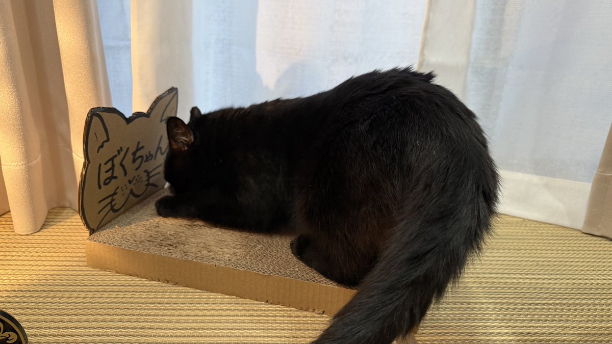ka6_ka7's tweet photo. 読経を邪魔してくる猫 https://t.co/bY3RF8iyLr