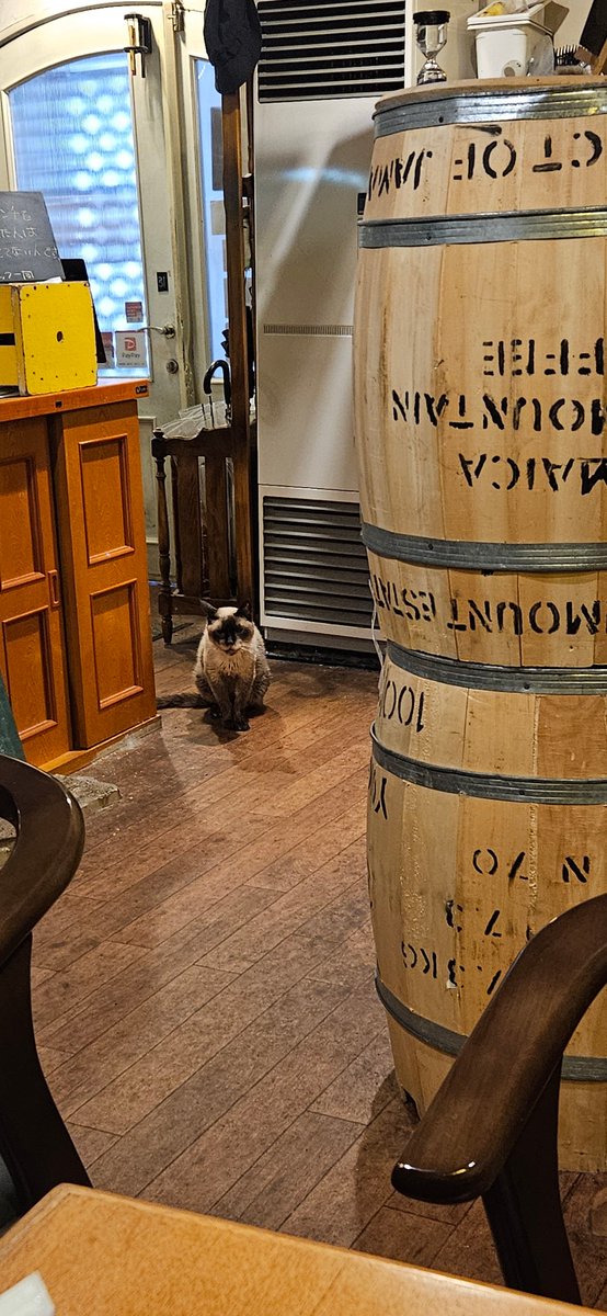 himanecosan's tweet photo. いつもの猫カフェ
店員リスト更新されました
どあっぷさんに遠くから出迎えされたので近寄ったらB米さんが耳を新人に向けながらこっちをみた
しっぽ短いね https://t.co/u7Yvrnzhau