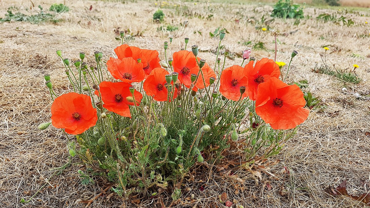 bri18282130's tweet photo. poppies #Peterborough #Cambridgeshire #uk #loveukweather #ukweather #flowers #poppies https://t.co/veSAkgErLY