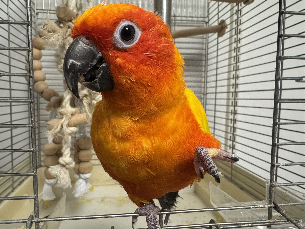 ajgmt85653's tweet photo. きいちゃんこんばんは！
今日もかわいい✨
#コガネメキシコインコ https://t.co/QqEqmEtgYd
