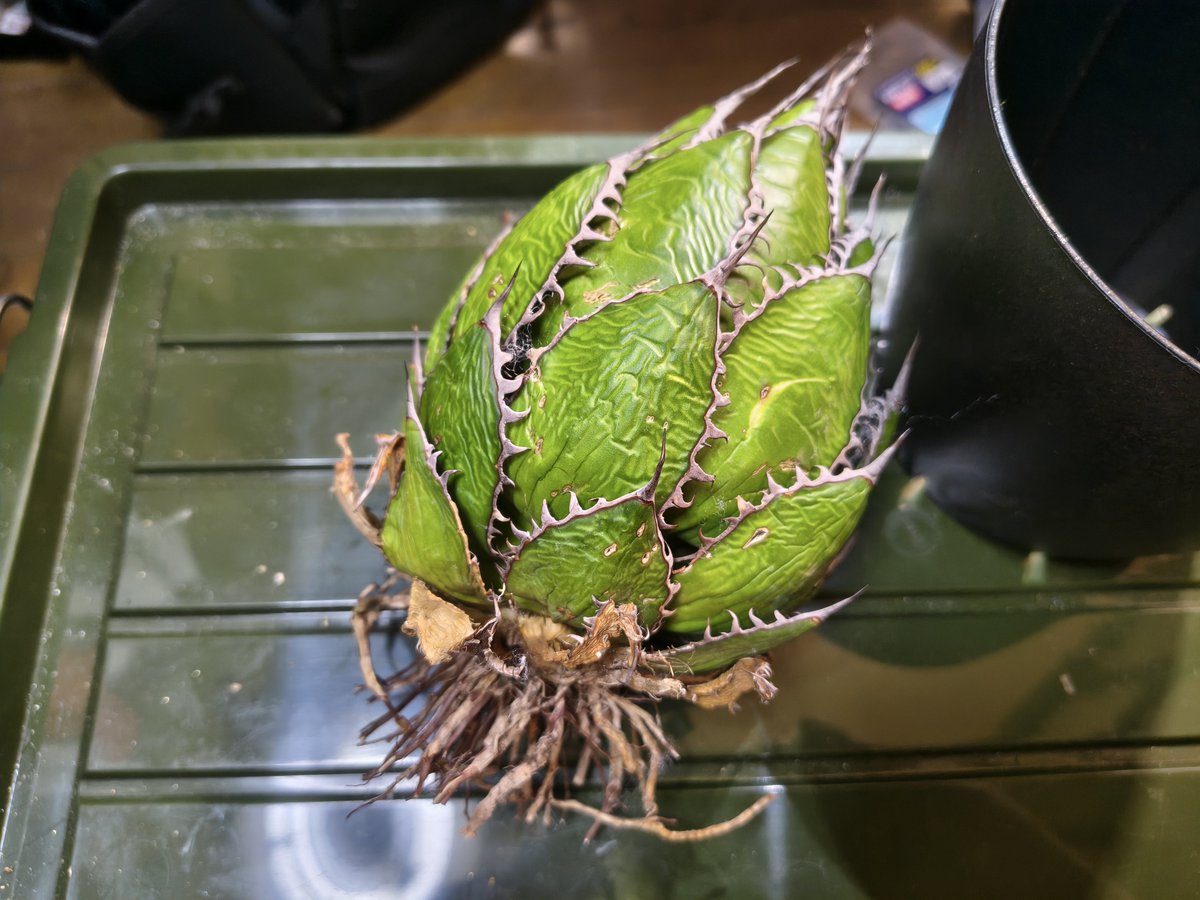 ヤフオクで買ったアガベが届きました。 抜き苗でベンレートで殺菌して