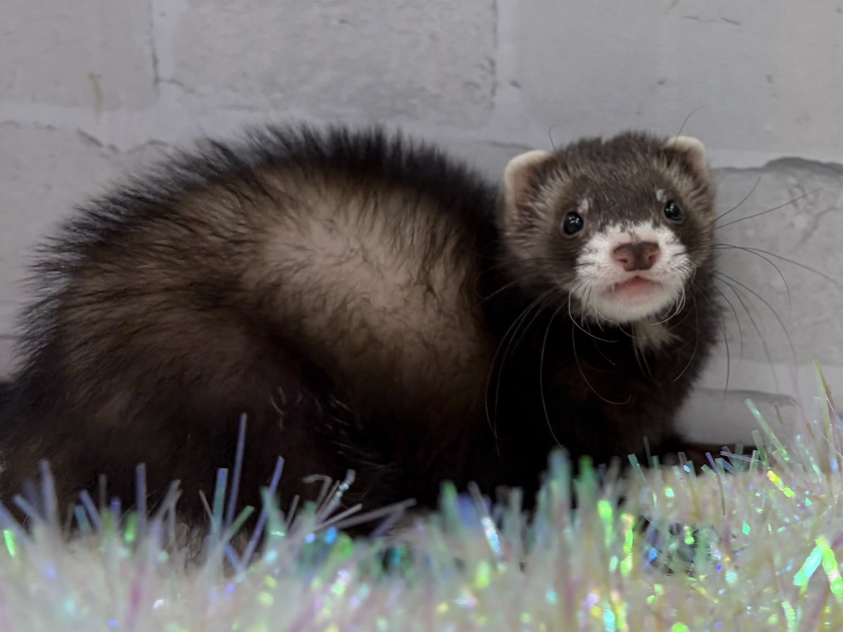Gabu_sub05's tweet photo. まっくろくろすけで可愛すぎる🥹🫶
(既に親バカ) https://t.co/MPlazFIHPI