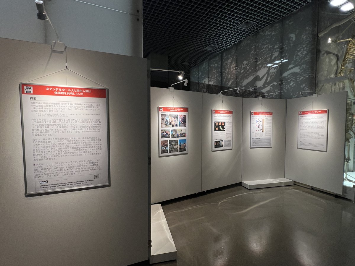 museum_kahaku's tweet photo. 🏛️#かはくの裏側 をご紹介🏛️

休館日の本日は、明日からはじまる「科博NEWS展示」の設営を行いました✨

地球館地下2階では、ネアンデルタール人の下顎骨化石レプリカや地質サンプルなど、
日本館3階では、日本産とアフガニスタン産のラピスラズリを比較して展示いたします👀❗

どうぞお見逃しなく！ https://t.co/Dgz4uwFuuq