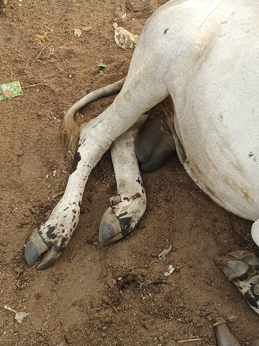 FarmwellOFCL's tweet photo. As the udder status of the female animal you will be buying for breeding matters,

The status of the male animal's testicles matters too. They must be well developed, uniform in size, firm, free from any abnormalities and the animal should have a strong masculine appearance. https://t.co/DIjLrPU9hP