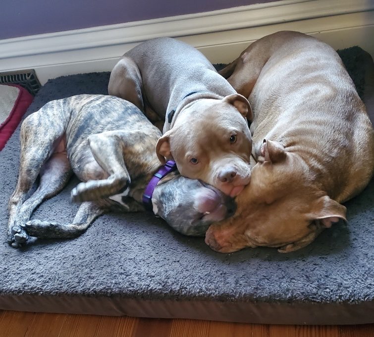 ChadPrenatt's tweet photo. Your daily Meathead Vincenzo post. He loves his pack. When Rudy was alive they were besties. Coco is still crazy about Vinnie. We all miss Rudy. https://t.co/GdUfMTBx8b