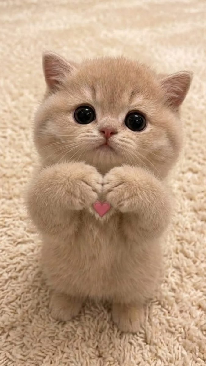CattyHub tweet media