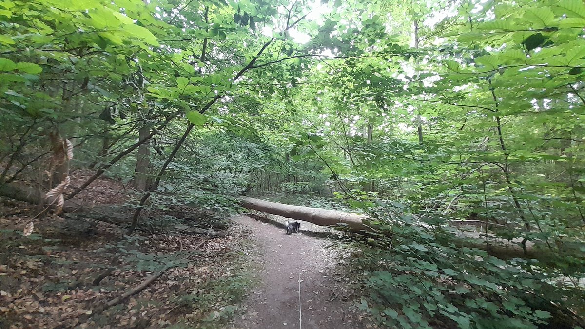 CFolsberg's tweet photo. Another obstacle in my life 🇩🇰 https://t.co/Q2btfC32li