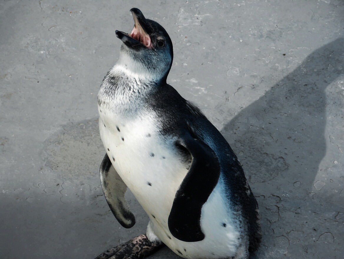 yuya_758's tweet photo. ㅤ
南知多ビーチランドへ🐧

金魚展の"百花繚乱"
水族館エリアで金魚なんてって思いつつも
これが綺麗だこと。

こりゃ毎年名古屋でアートアクアリウムやる訳だ。

お目当てのフンボルトちゃん達
ペンギン用の橋とかあって面白い作り

距離感もまあまあ近めで楽しい

すぐ目に止まったのが子供のフンボルト

飼育員さんに聞くタイミングがなくて
原因は分からないけど
この子 ずっと横歩きをしてた

怪我なのか癖なのかは分からないけど
少し心配になった

帰る前にイルカプール横の小窓見てたら
イルカが覗きにきてくれた
しかも止まって
鳴き声も聞かせてくれて
危うくイルカ沼にハマるところだった…笑
人懐っこすぎるよ

#南知多ビーチランド
#フンボルトペンギン
#HumboldtPenguin
ㅤ