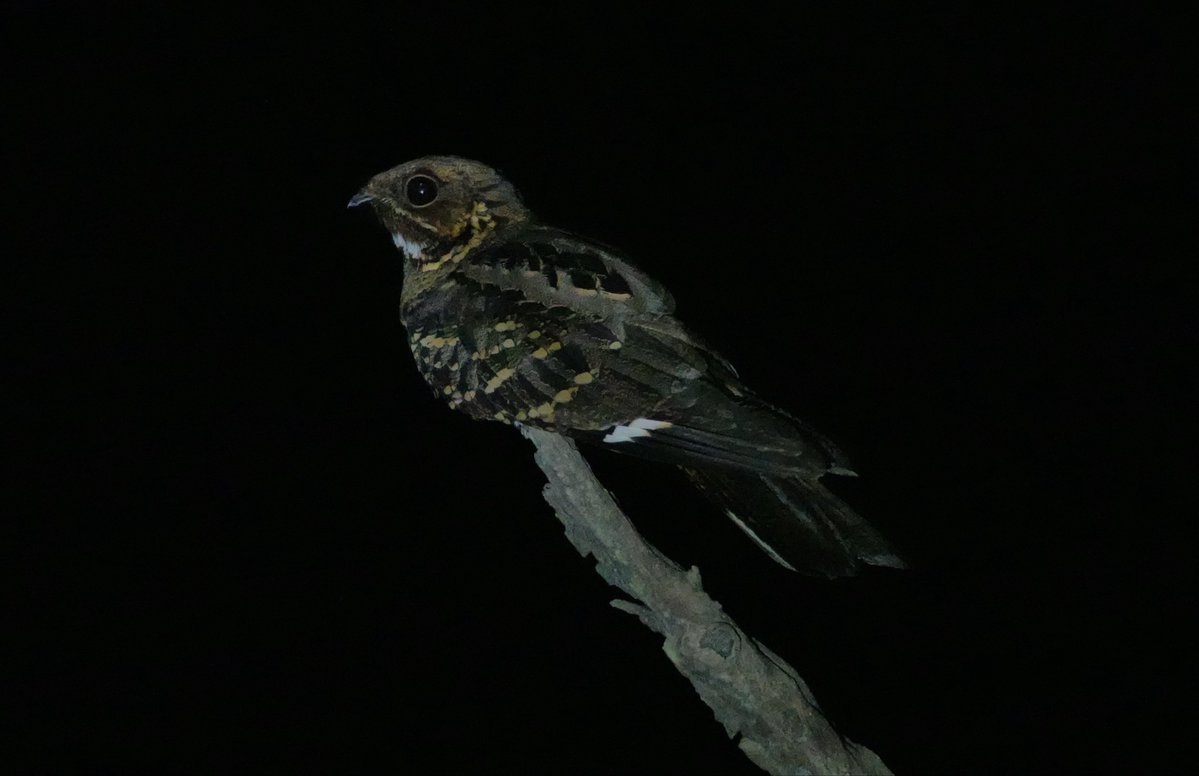 cockatielpika's tweet photo. アーティストには表現の自由があるのでデフォルメや配色変更なしで写実的に描け、と言うのは無理があると思うけど今後ヨタカと検索かけると米津さんの夜鷹の絵がヒットして一般人に本物のイメージがデフォルメされると思うと複雑な心境💦
#ヨタカ　#夜鷹 https://t.co/lJFLXN2NBo