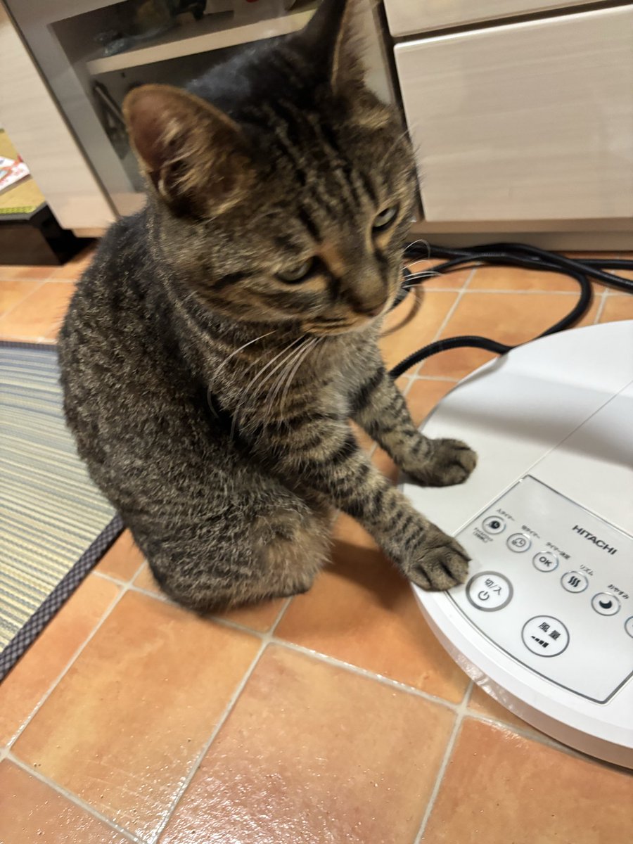 今日もあぢかったですにゃ〜🥵💦 こんなに扇風機の側にいるのに風