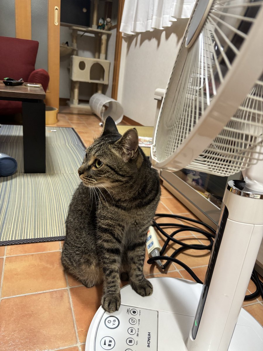 大福ちゃん様 今日もあぢかったですにゃ〜🥵💦 こんなに扇風機の側にいるのに風