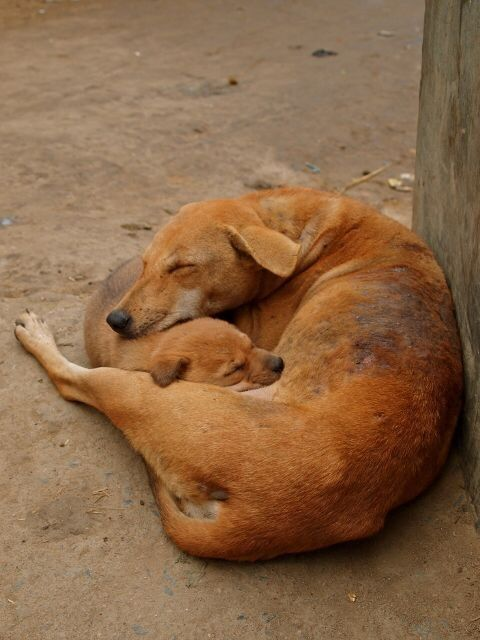 saha_dampi2190's tweet photo. They suffer the same pain, but they can't cry out in words. Why do we make innocent animals endure what they never deserve? 💔 https://t.co/Hf041pT7L6