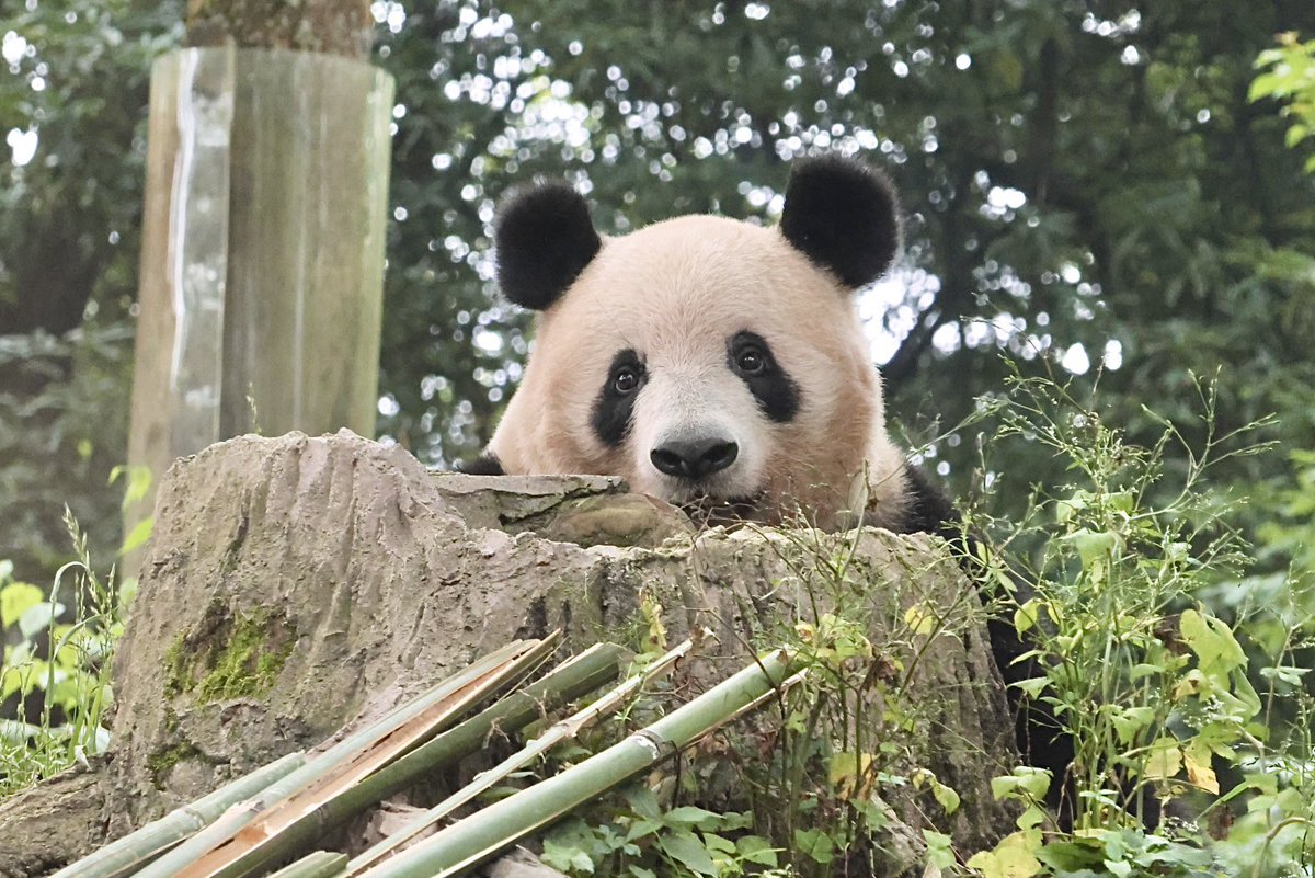 シャンシャン
