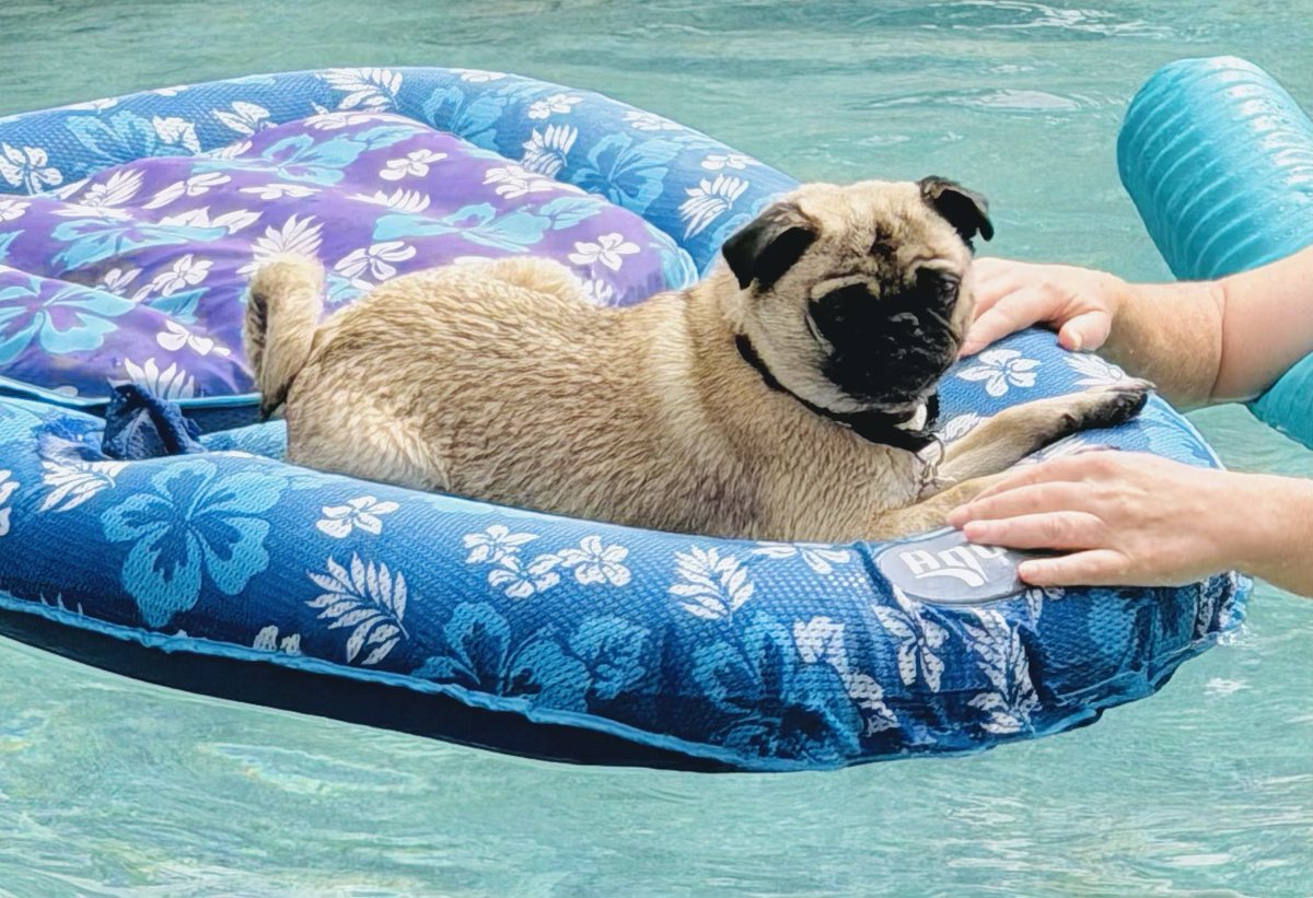 dogsbetterlives's tweet photo. Heatwave? Southeast From Shelter to Service Dog 🐾 Tonka knows exactly what to do and is staying cool the best way possible!
How is your pup beating the summer heat?
#DogsForBetterLives #ServiceDogInTraining #StayCool #SummerFun#FutureServiceDog #DogsofInstagram #BeatTheHeat https://t.co/OJZcAbJ35T