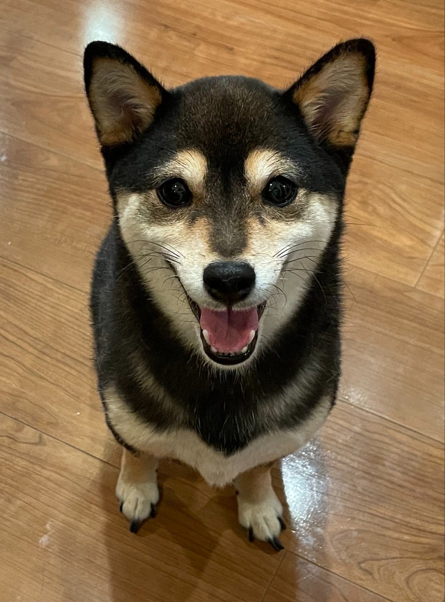 rurato's tweet photo. 先週のご機嫌🐕 https://t.co/aMb3Ijk4tY