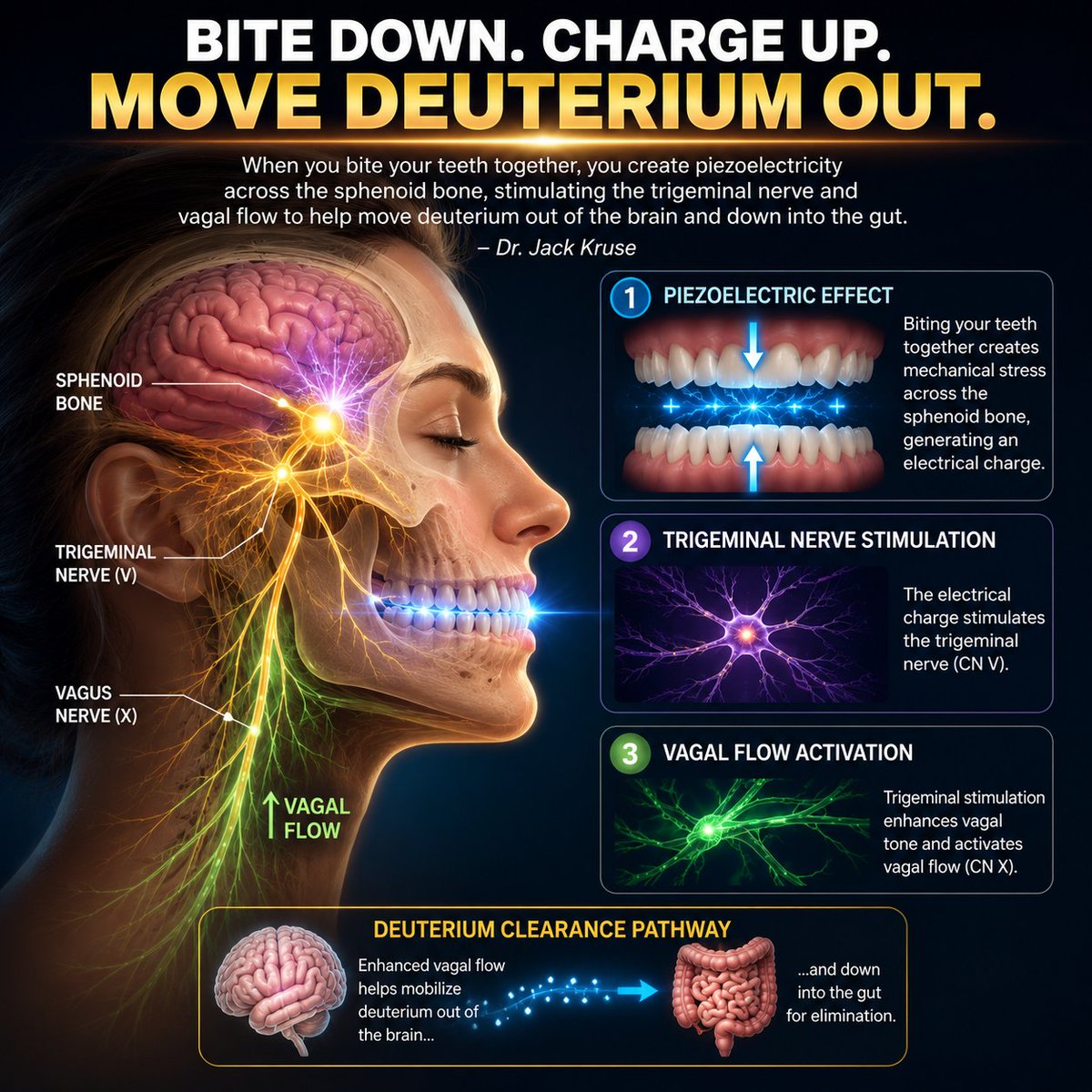 movementandreas's tweet photo. Based on Dr. Jack Kruse 🧠

👉 When you bite your teeth together, you create piezoelectricity across the sphenoid bone, stimulating the trigeminal nerve and vagal flow to help move deuterium out of the brain and down into the gut.

Why I chew Mastic Gum ⤵️
https://t.co/WPGDqDaR3g https://t.co/cGsQyRvp2P