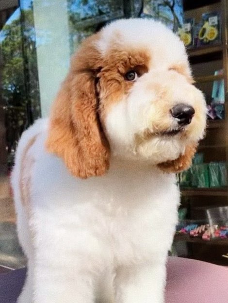 haveakkitkat's tweet photo. Who’s teething — mommy or borgy? 🤔 https://t.co/Azo4B4Zqog