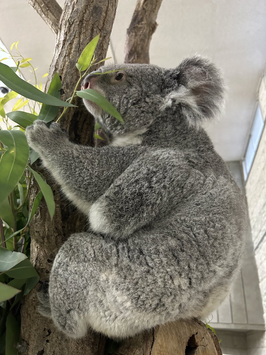 englandhill_zoo's tweet photo. 明日は休園日です
おやすみなさい@(・●・)@
#コアラ #こまち https://t.co/ApY0sDfBte