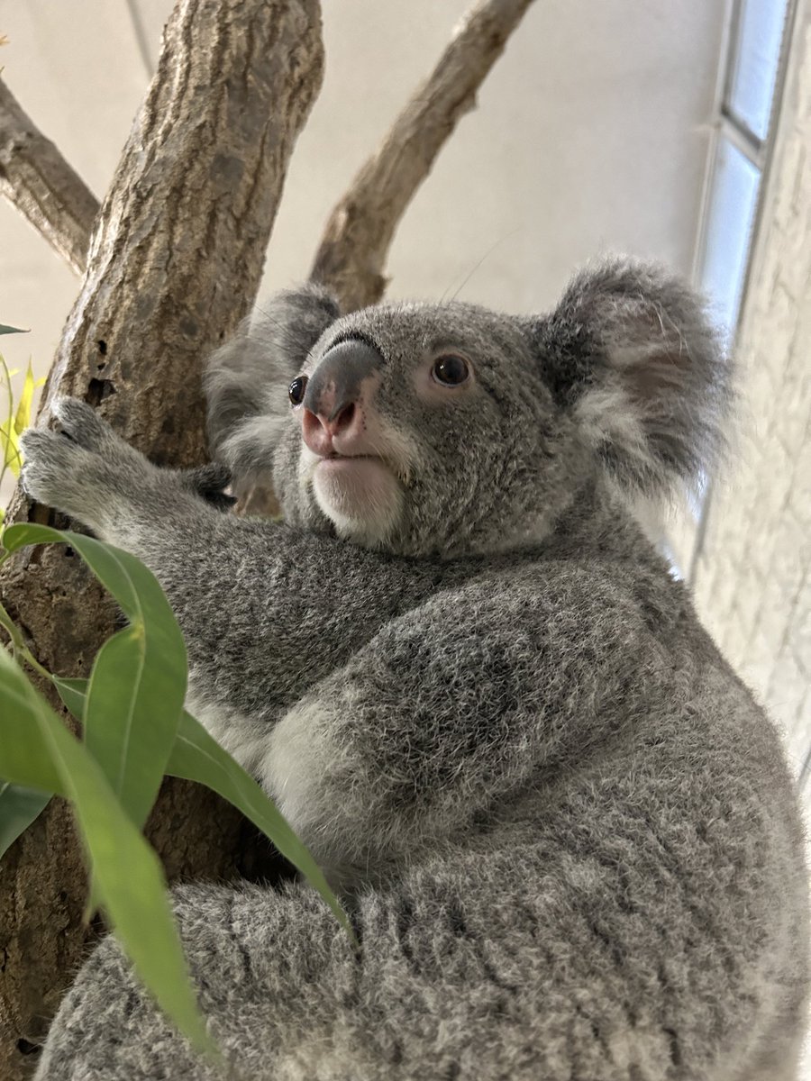 englandhill_zoo's tweet photo. 明日は休園日です
おやすみなさい@(・●・)@
#コアラ #こまち https://t.co/ApY0sDfBte