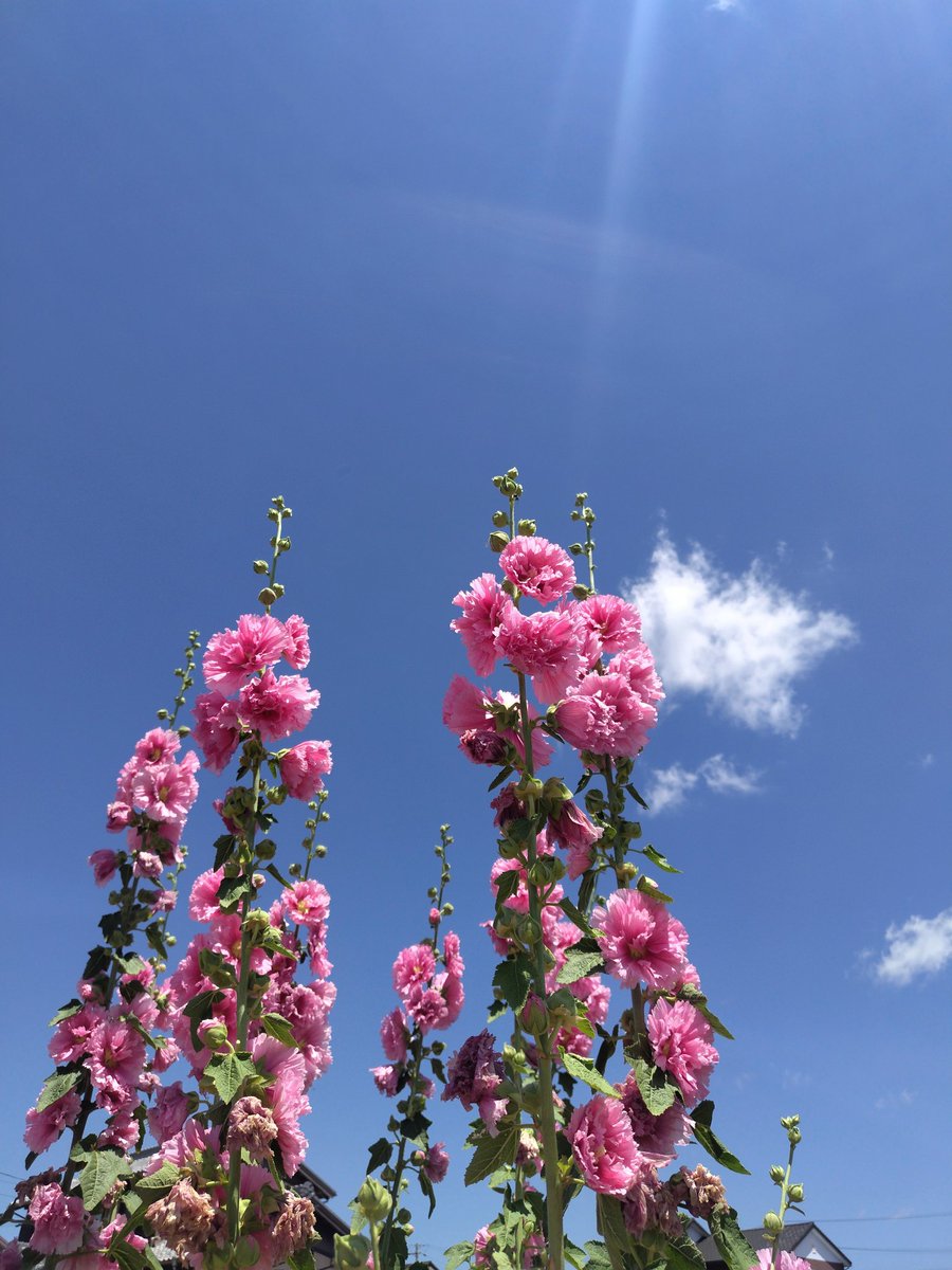 chaki_hiro's tweet photo. 「タチアオイを探そう🔍️」に、5月30日撮影のタチアオイを掲載頂きました。ありがとうございます😊
#空の写真 
#ウェザーニュース 
#ウェザーリポート https://t.co/RSoe4rX9TS