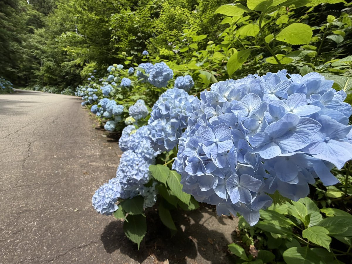 hidasenkoji's tweet photo. 小暑
千光寺の紫陽花は青が中心ですが、場所によって紫や桃色が混じります。
大慈門付近では、新たに檀家さんが植えてくださった、白い紫陽花も見られます。
多くの花弁が集まっている様は、仏が描かれた曼荼羅のようでもあります。

#千光寺 #飛騨高山 #紫陽花 #真言密教 #両面宿儺 https://t.co/D7rESdxJR1